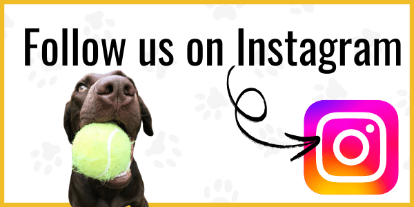 Follow us on Instagram Animal Control